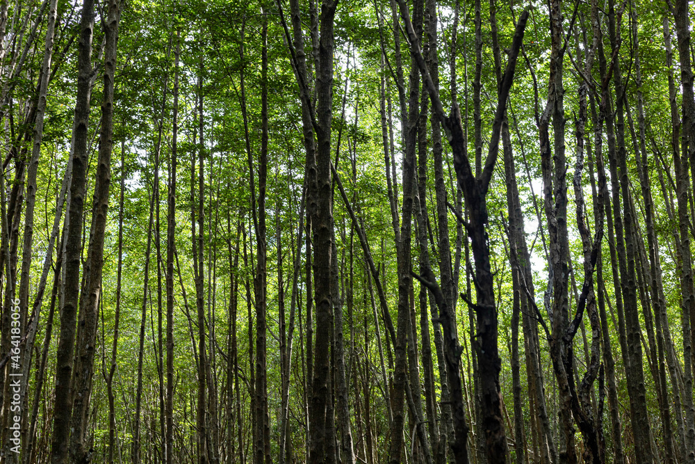 The lush greenery of the trees, the fertile forest The lush greenery of the trees, the fertile forest