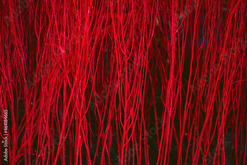Close up colorful texture of dry branch tree.