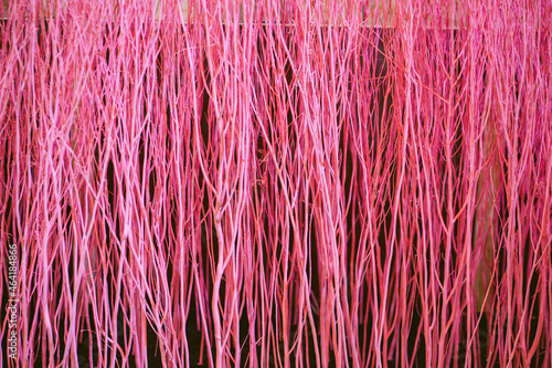 Close up colorful texture of dry branch tree.