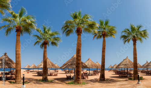 Palm trees and parasols  in Sunny beach in tropical resort in Sharm Al Sheikh  Egypt  Africa.