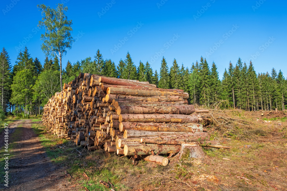Timber logs by a dirt road in a woodland