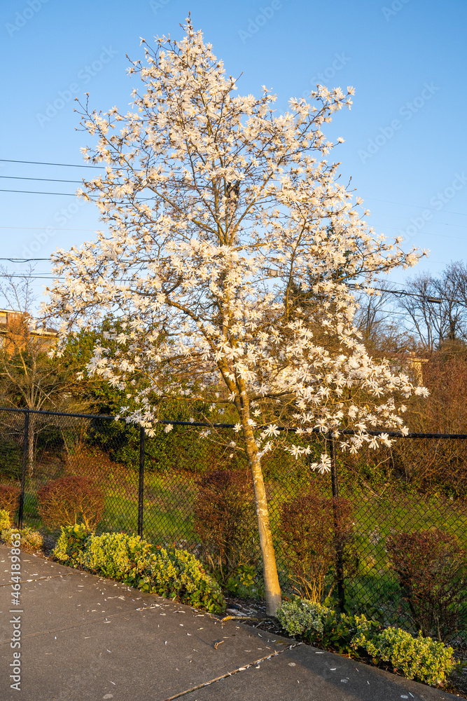 Naklejka premium Star magnolia