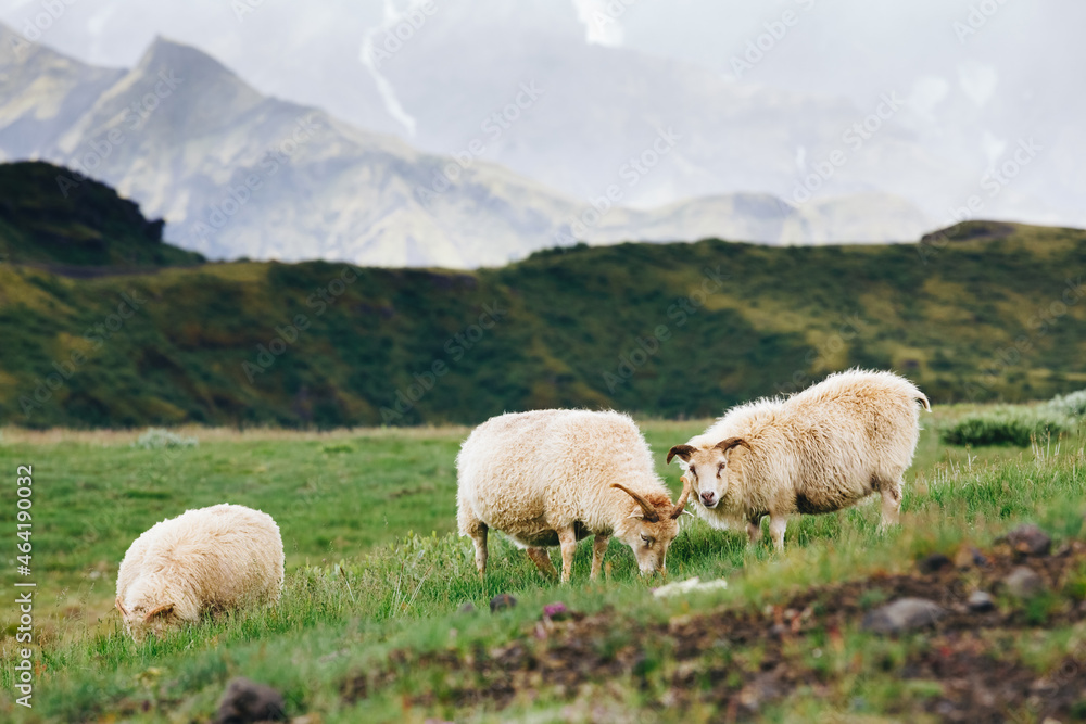 sheep and ram in a pasture against a grass back in Iceland