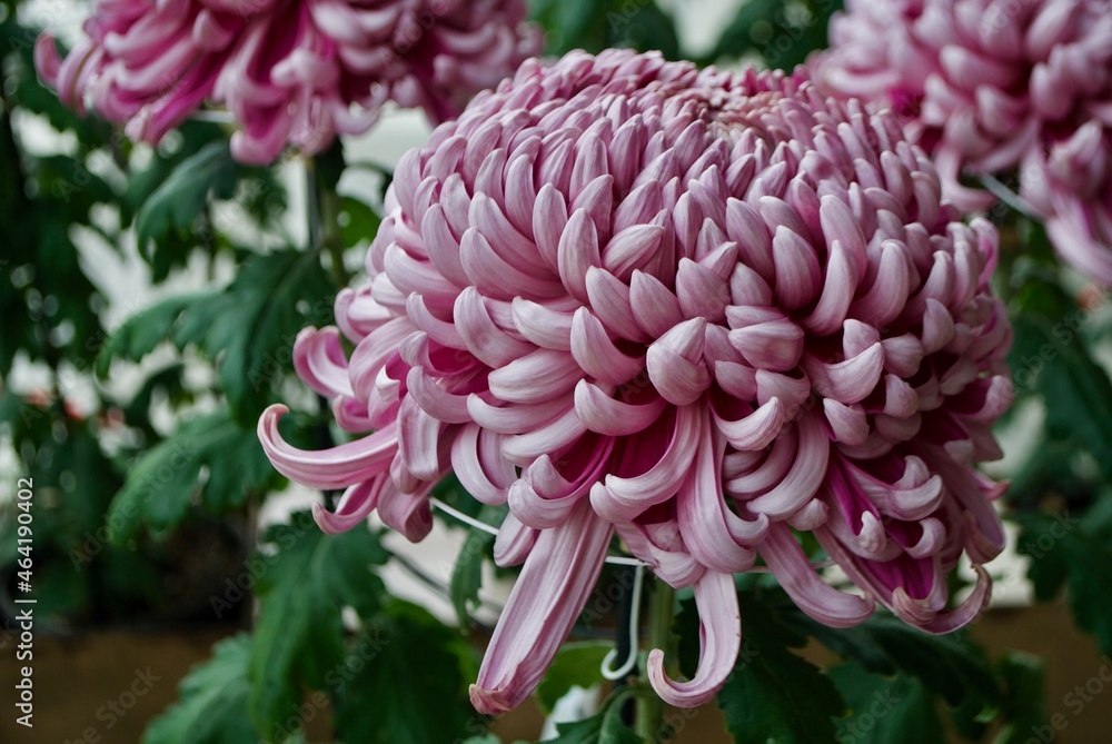Fotografie Flower in Japan