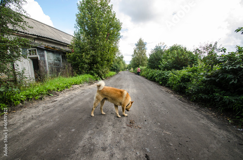Red dog, looking, trail, road, husky, way, trip, hike, pet, hunting, tail, dirt road, dirt  © Yakovlev