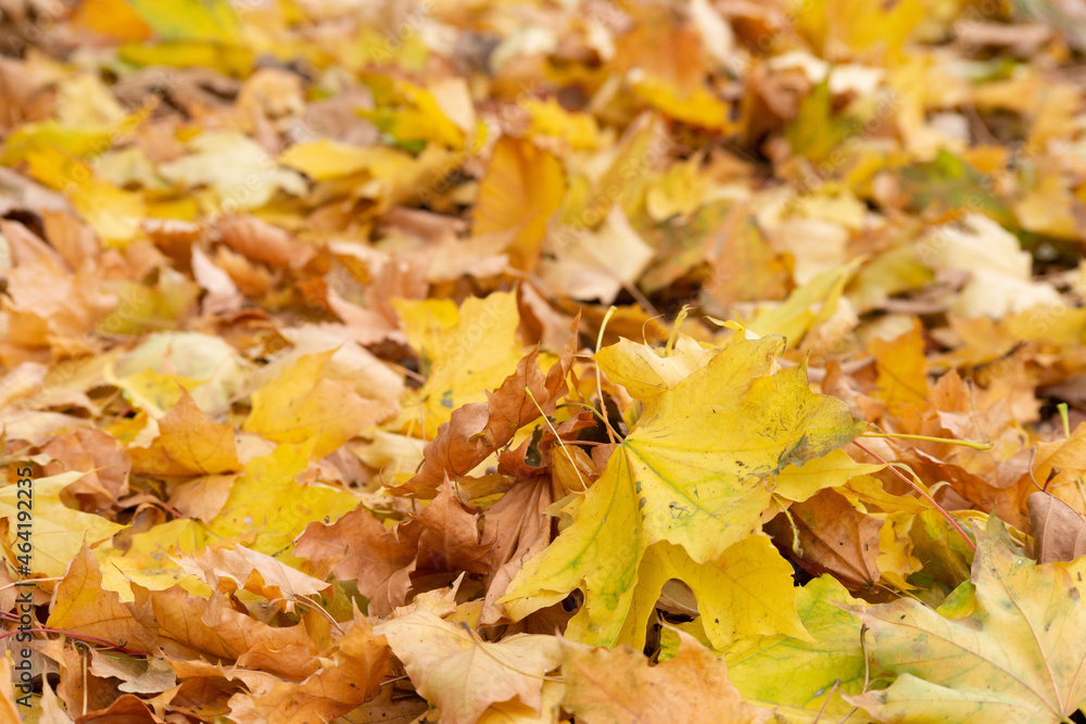 autumn leaves background autumn leaves background