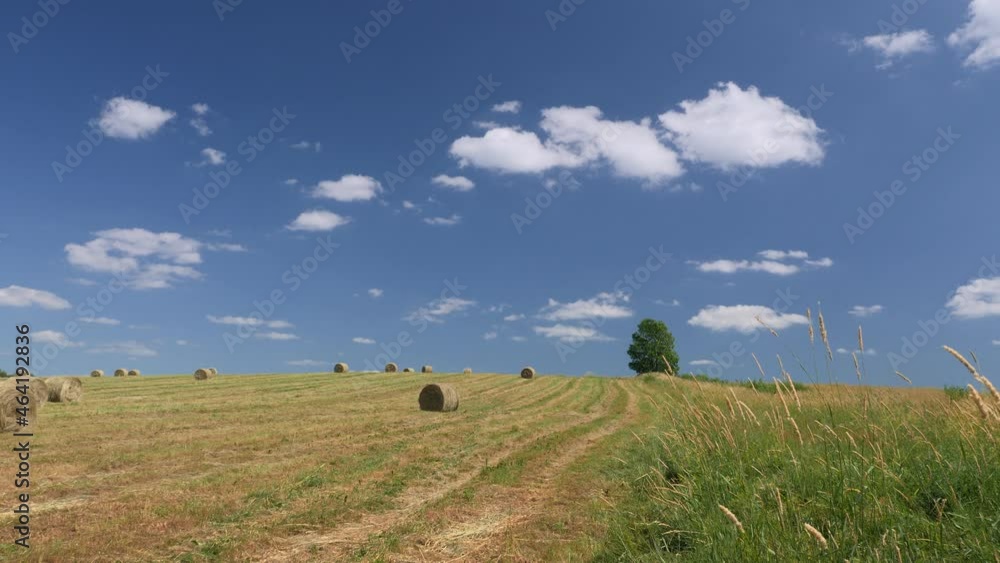 custom made wallpaper toronto digitalVideo shot of rural landscape with lonely tree, blue sky, green grass and hay bales 

