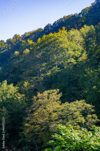 秋色の山肌　紅葉　黃葉　朝 © Nao
