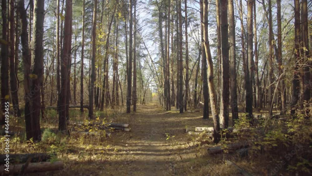 Camera Movement Through Forest Trail in Pine Forest, Park. Beautiful Pine Forest. Hiking Trail Walking Path in Wild Green Pine Forest Moving Forward Camera Movement Through Forest Trail in Pine Forest, Park. Beautiful Pine Forest. Hiking Trail Walking Path in Wild Green Pine Forest Moving Forward