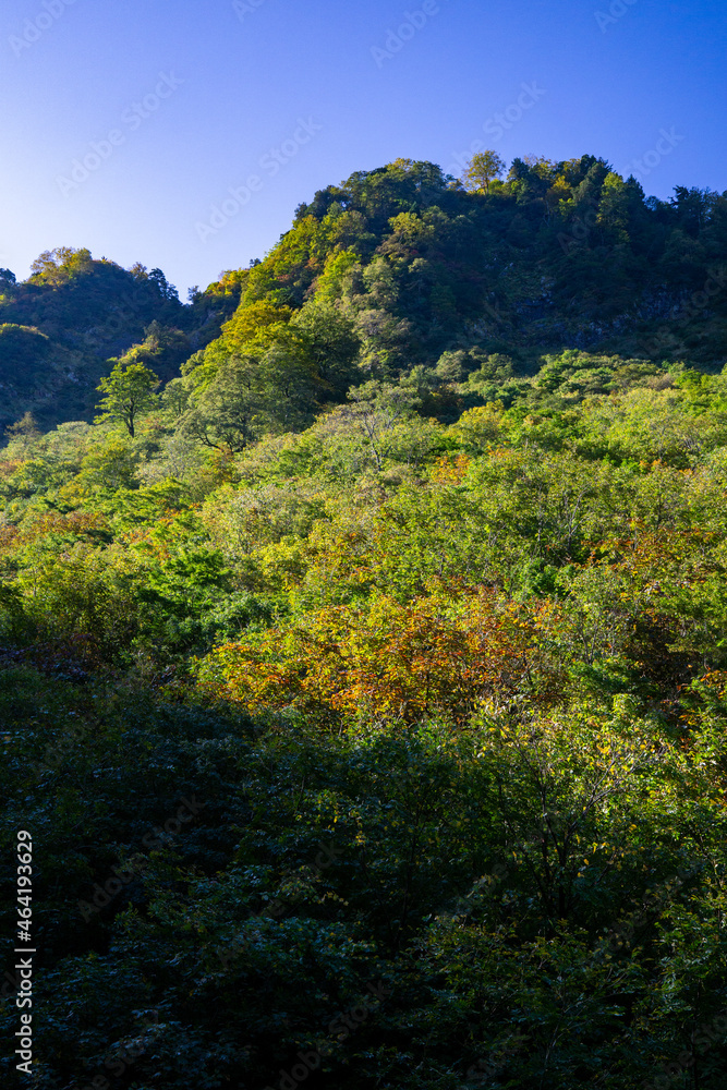秋の風景　紅葉　黃葉　海谷山塊　新潟