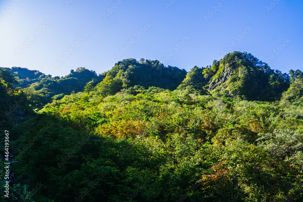 Obraz premium 秋色の山肌 紅葉 黃葉 朝 快晴