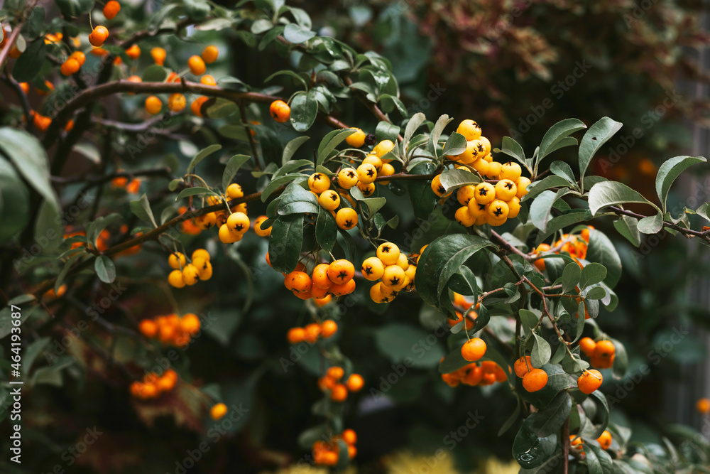 Fototapeta premium yellow mountain ash ripe on a branch