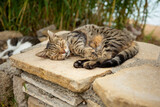 A cat lies near the turkish beach