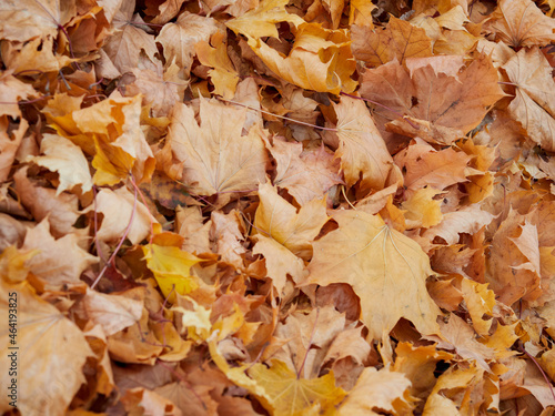 In autumn. Colorful maple leaves are lying on the grass