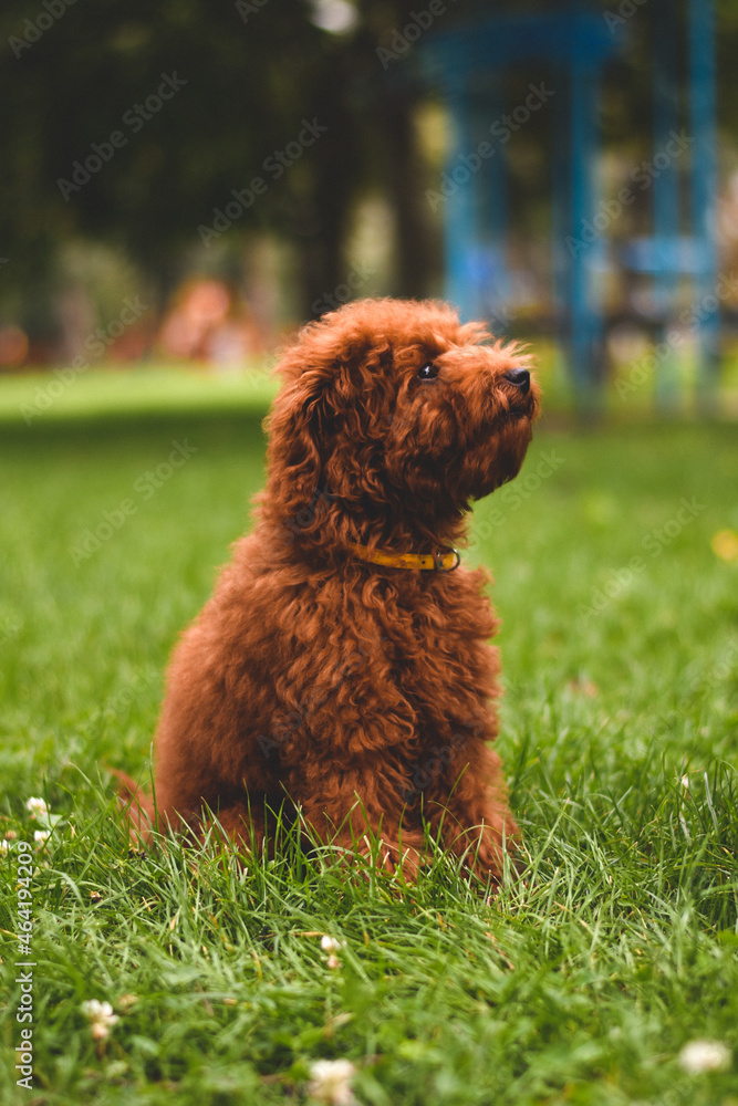Fototapeta premium dog on grass