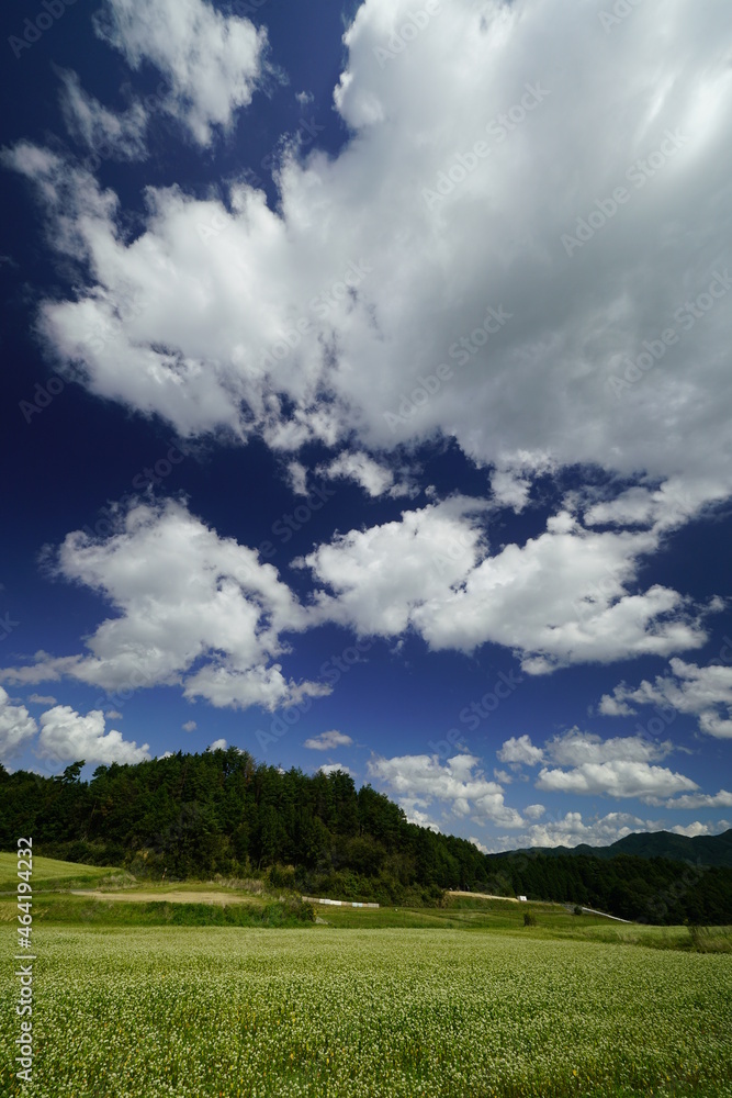 笠の蕎麦畑と山と青空と雲 笠の蕎麦畑と山と青空と雲