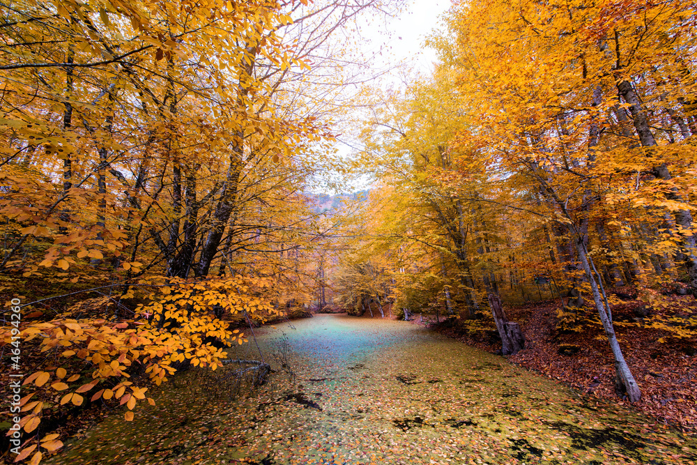 Autumn Foliage in Yedigoller park. Bolu, Turkey.
