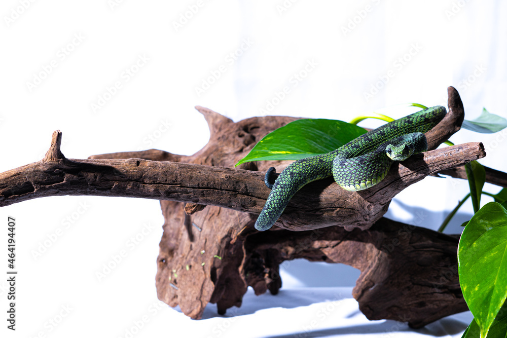 Fototapeta premium Atheris nitschei viper snake sitting in a tree stump