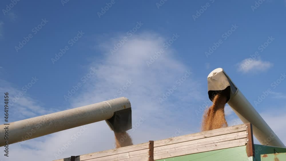 custom made wallpaper toronto digitalCombine harvester on field of wheat, harvesting wheat, agriculture, harvest time 
