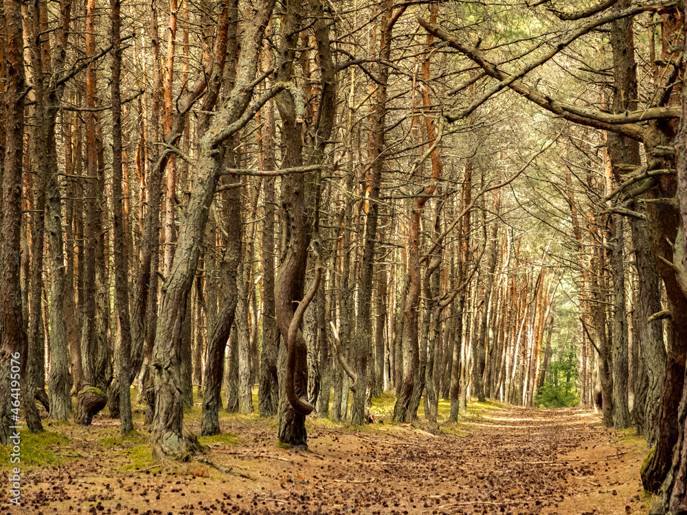 Fototapeta premium The Dancing Forest is a nature reserve. Unique curved tree trunks on the Baltic coast.