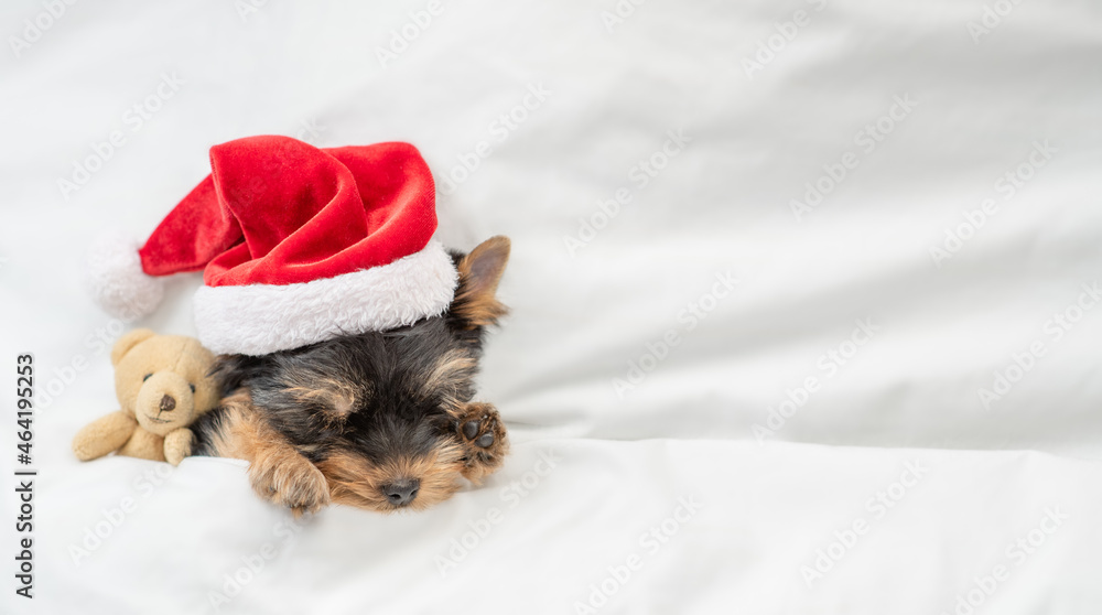 Funny Yorkshire terrier puppy wearing red santa hat sleeps and hugs toy bear under white blanket at home. Top down view Funny Yorkshire terrier puppy wearing red santa hat sleeps and hugs toy bear under white blanket at home. Top down view