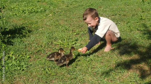 Wallpaper Mural Video shot of summer time, wild ducks family, little brother and sister, feeding ducks, lakeside, riverbank 
 Torontodigital.ca
