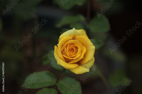 yellow rose on green background