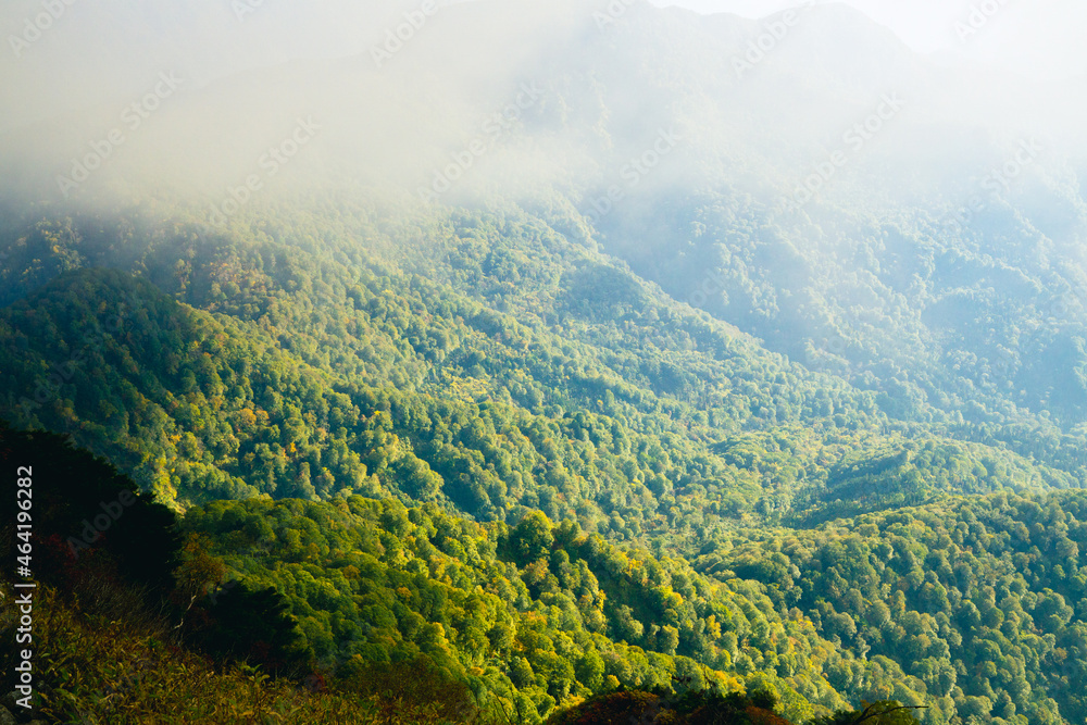 Naklejka premium 山岳風景 風光明媚 光と霧の森
