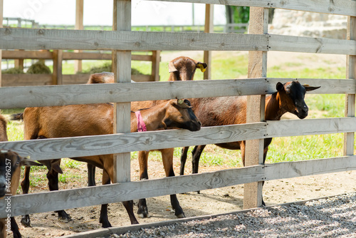 French herd of goats on a green farm photo