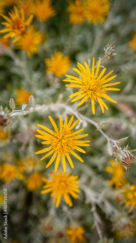 Yello Snow Flower From Namaquland