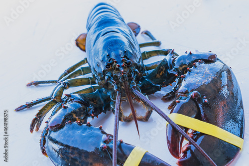 Live freshly caught lobster on white table with yellow rubber bands on claws close up  photo