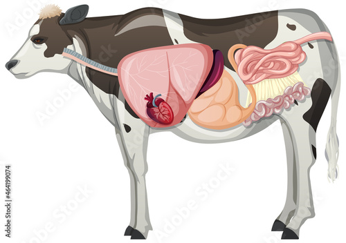 Internal anatomy of cow with organs