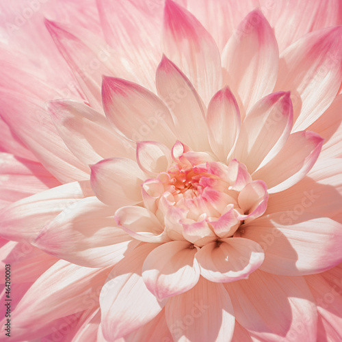 pink flower close-up, romantic pink floral background for wallpaper, design, soft blur