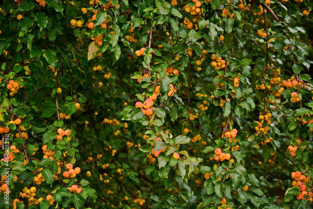 surface of dark green leaves of ranet tree with fruit, wallpaper surface of dark green leaves of ranet tree with fruit, wallpaper