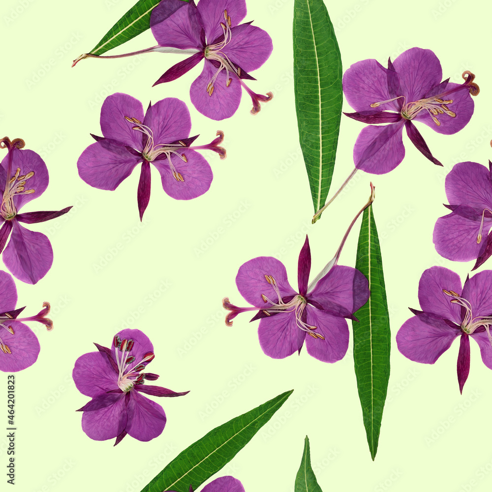 Willowherb, epilobium. Illustration, texture of flowers. Seamless pattern for continuous replication. Floral background, photo collage for textile, cotton fabric. For wallpaper, covers, print.