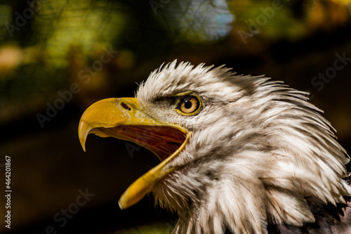  Screaming eagle with open mouth close-up. High quality photo