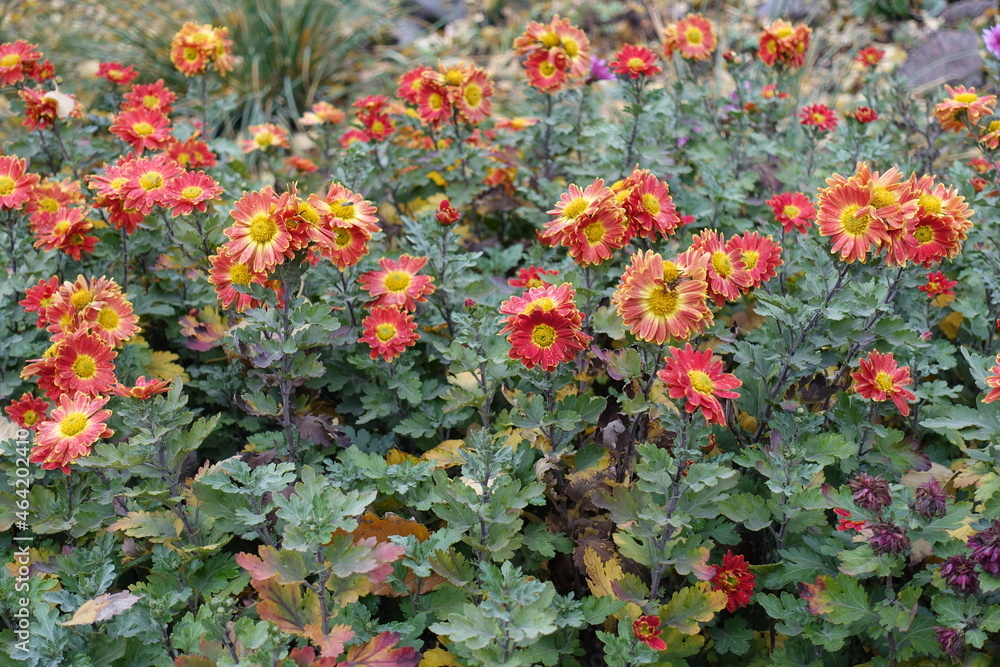 Lots of red and yellow flowers of Chrysanthemums with droplets of water in mid November
