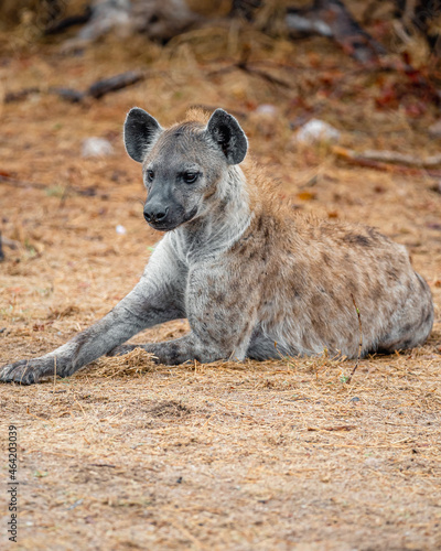 Hyena Mother Watching Her Babies
