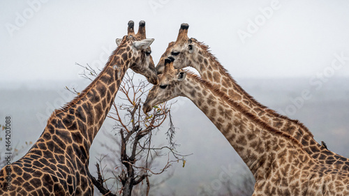 Giraffe Tower