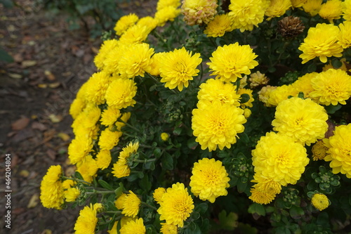 Showy yellow flowers of Chrysanthemums in October