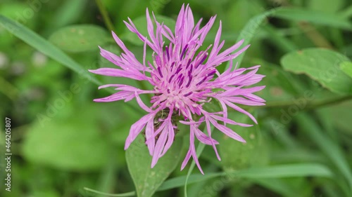 Purple pink Stokes Aster Stokesia laevis flower photo