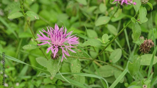 Purple pink Stokes Aster Stokesia laevis flower photo