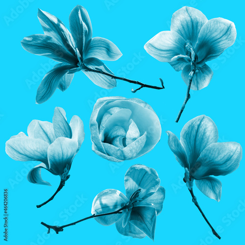 Set of blue magnolia flowers twig spring collection isolated on blue backgrou...