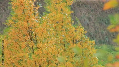 Regensburg, Bavaria, Germany, October 21, 2021: extreme wind and weather conditions. Autumn trees bending due to high speed winds