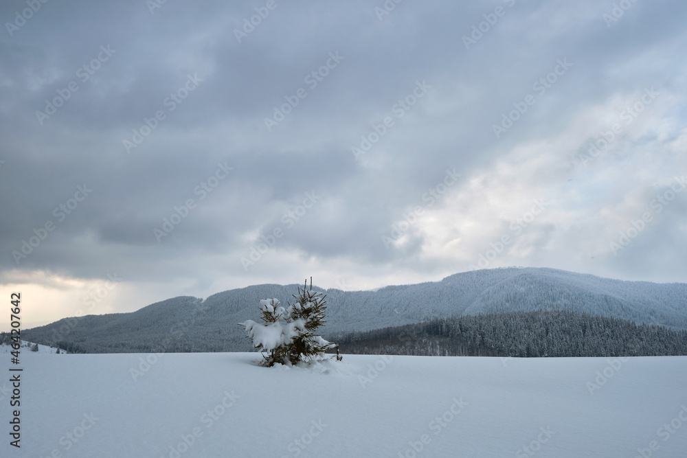 Bright winter landscape with pine trees covered with fresh fallen snow in mountain forest on cold wintry day.