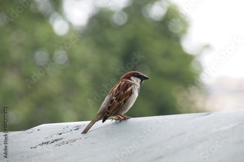 sparrow on the roof