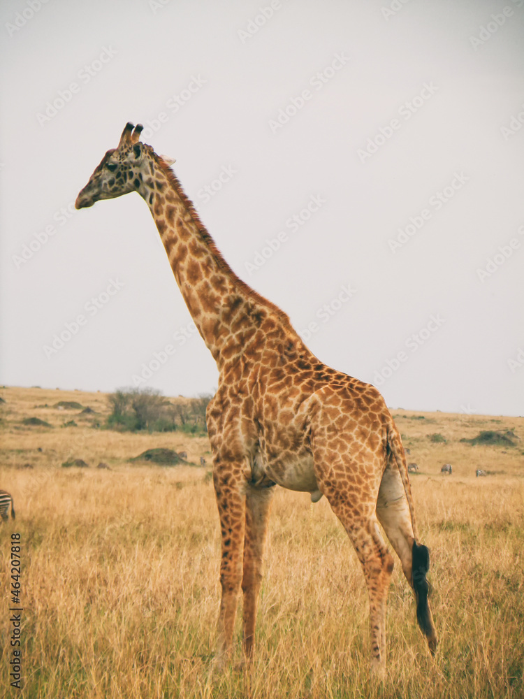 Obraz premium Vintage photography style of giraffe, wild life in Maasai Mara National park, Kenya, selected focus.