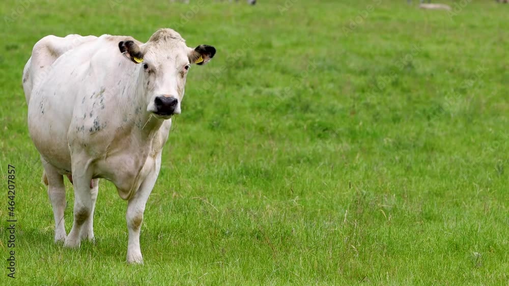 A farm yard white cow grazing on green grass in a field in the summer time taken in the British country side. A farm yard white cow grazing on green grass in a field in the summer time taken in the British country side.