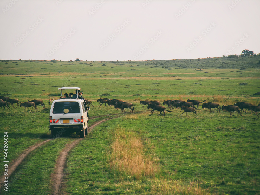 Vintage photography style of tourist's car and herd of wildebeest, wild life in Maasai Mara National park, Kenya, selected focus.