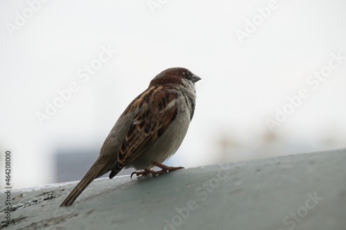 sparrow on the roof